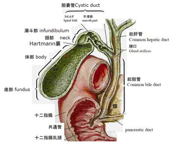 胆嚢 役割